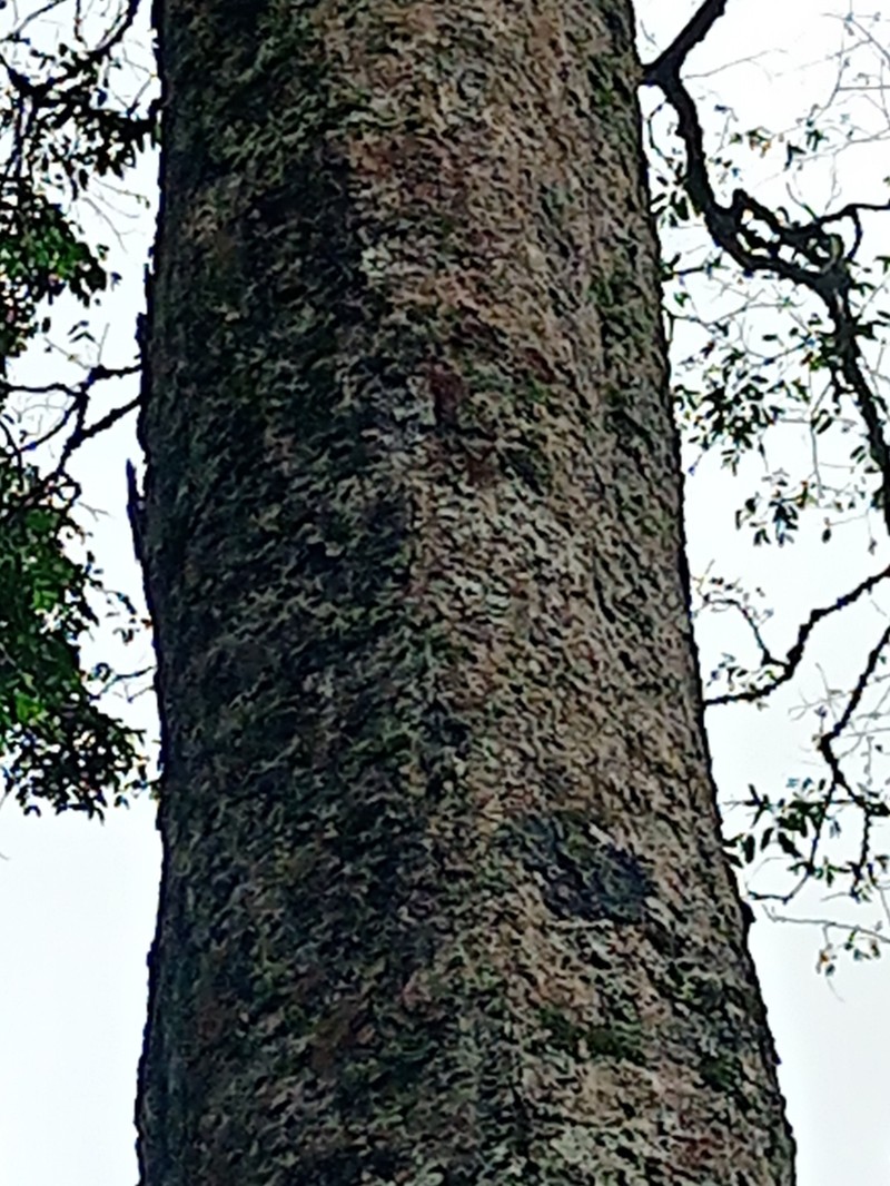 Xylopia phloiodora photo 4