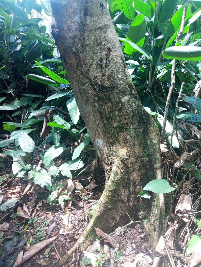 Xylopia phloiodora photo 5