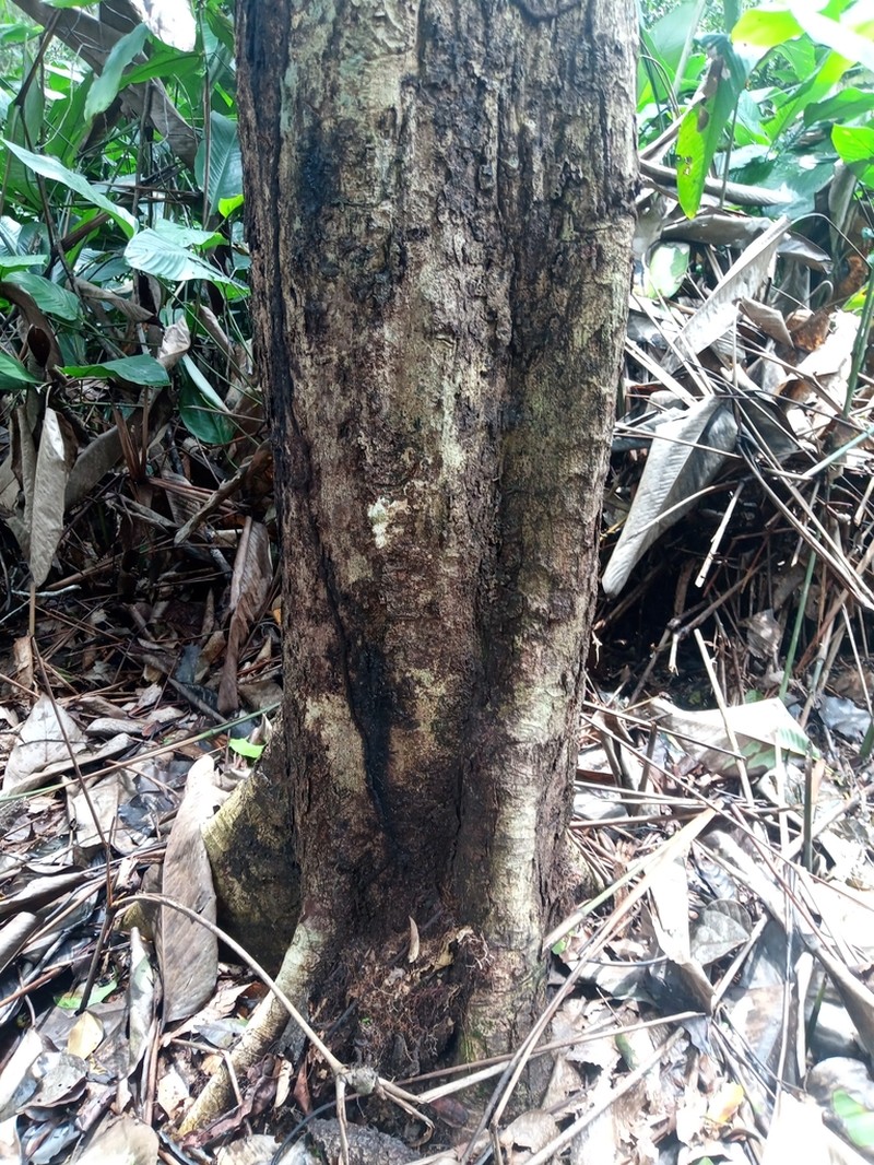 Xylopia phloiodora photo 6