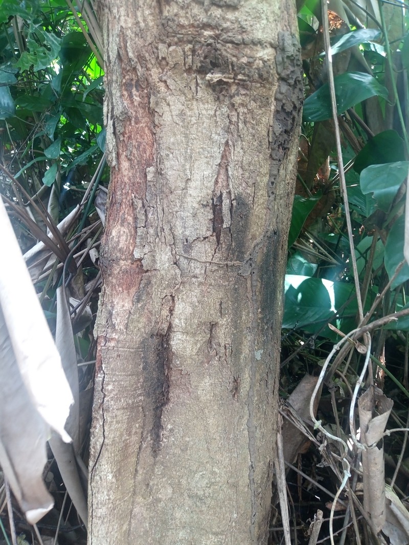 Xylopia phloiodora photo 7
