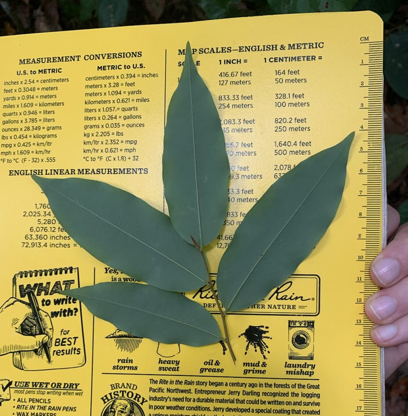 Xylopia phloiodora photo 8
