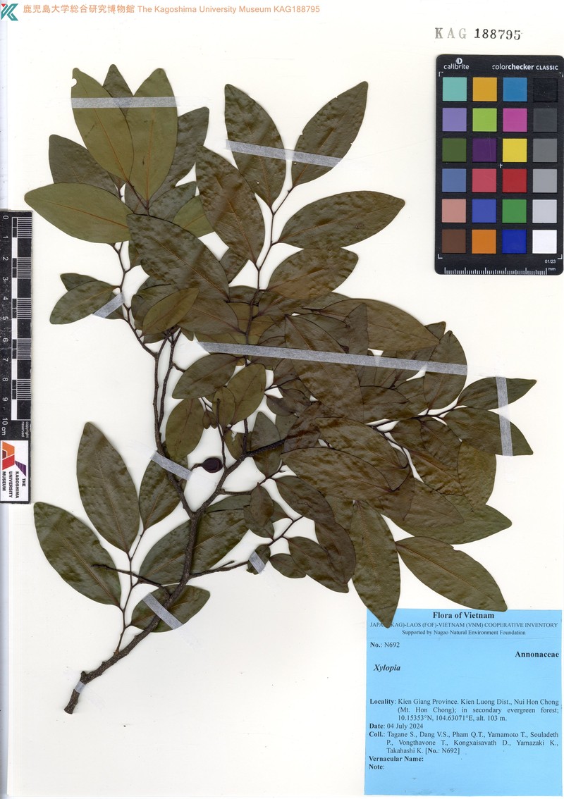 Xylopia pierrei