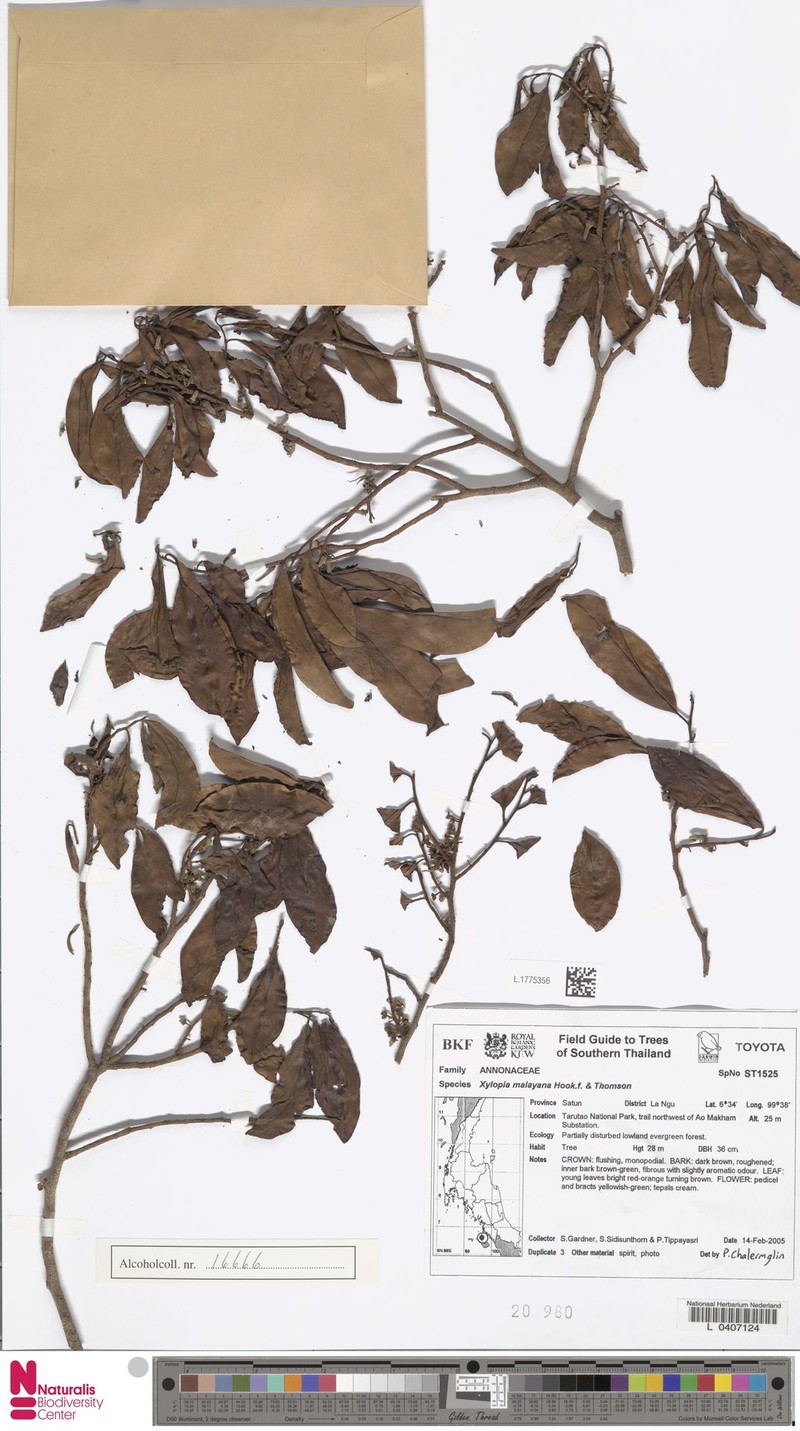Xylopia pierrei photo 4