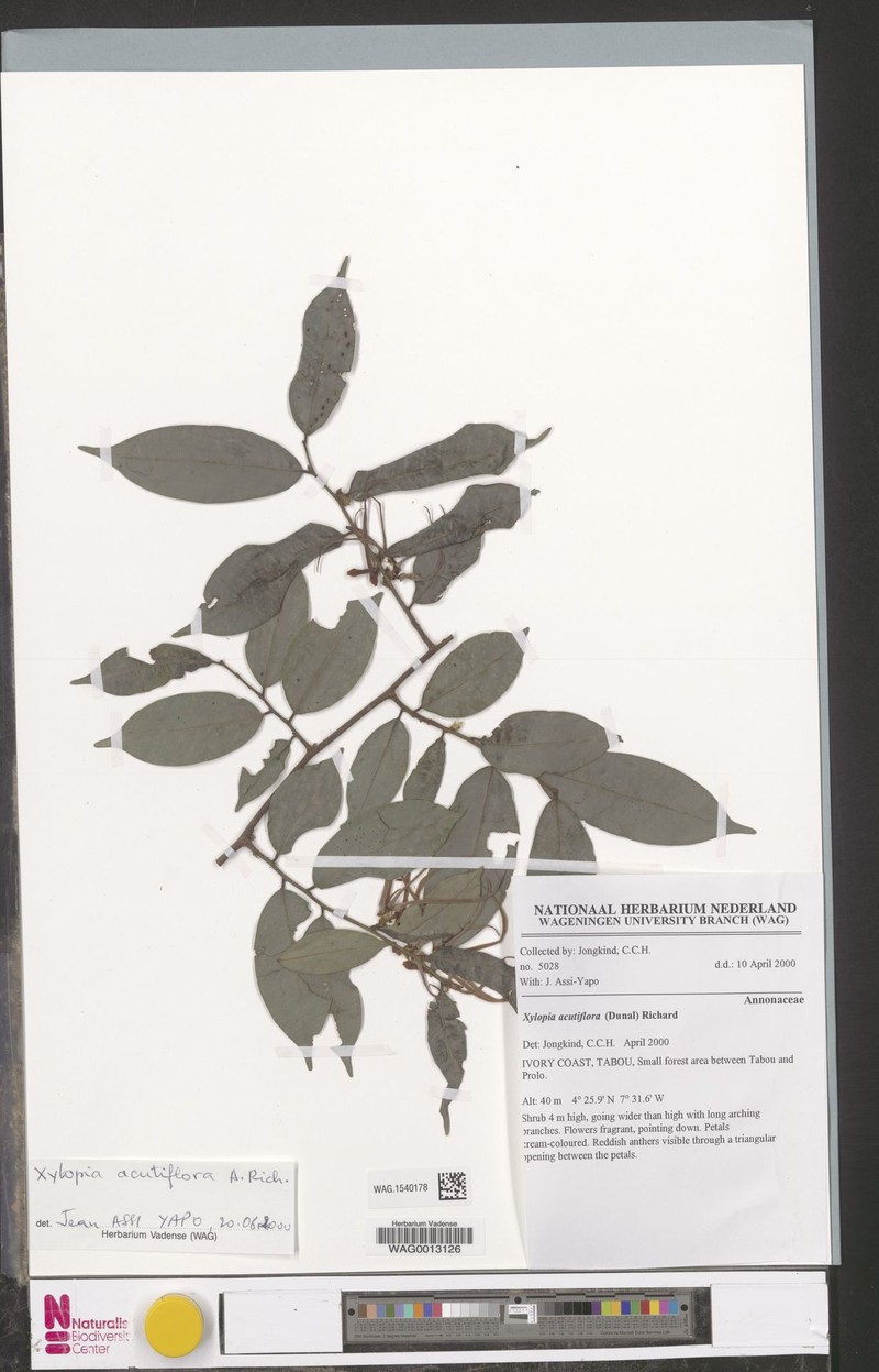 Xylopia piratae