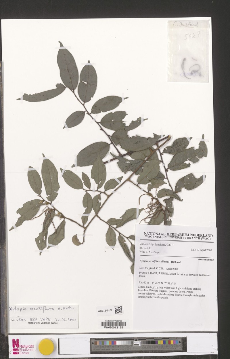 Xylopia piratae photo 2