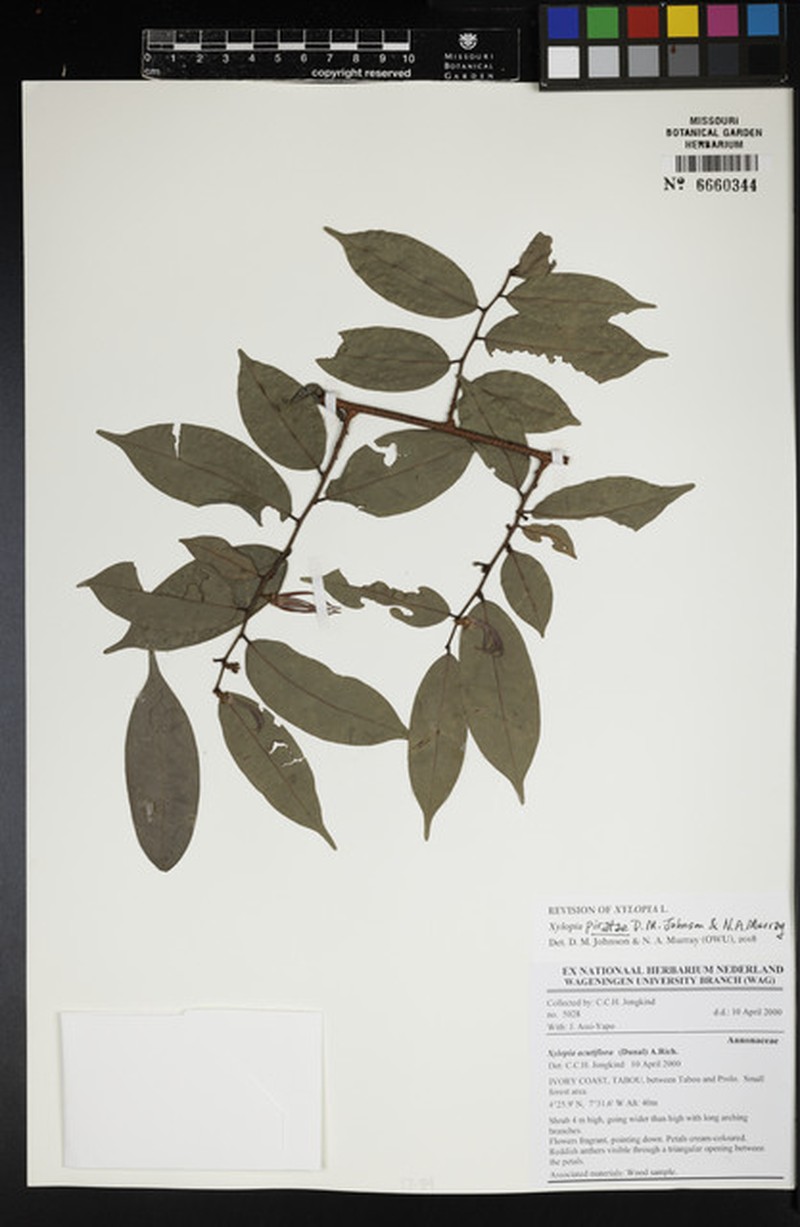 Xylopia piratae photo 3