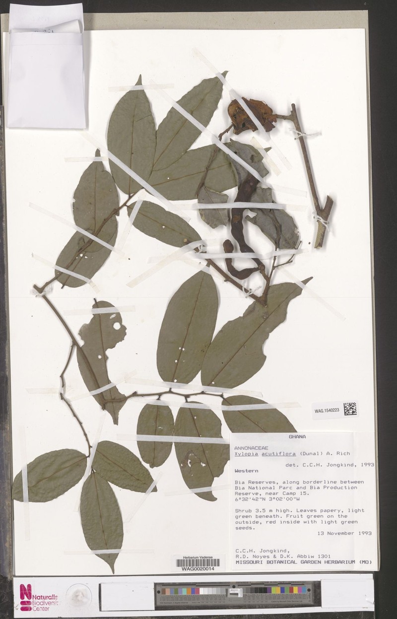 Xylopia piratae photo 4