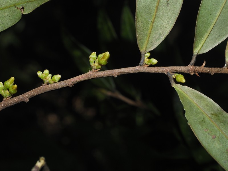 Xylopia pittieri photo 2