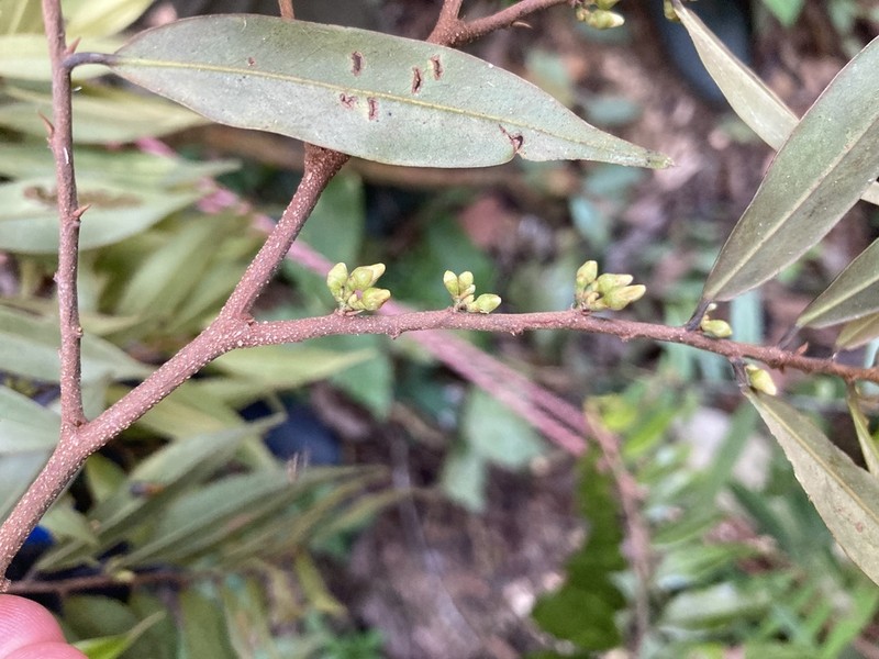 Xylopia pittieri photo 3