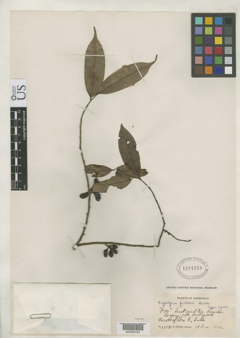 Xylopia pittieri