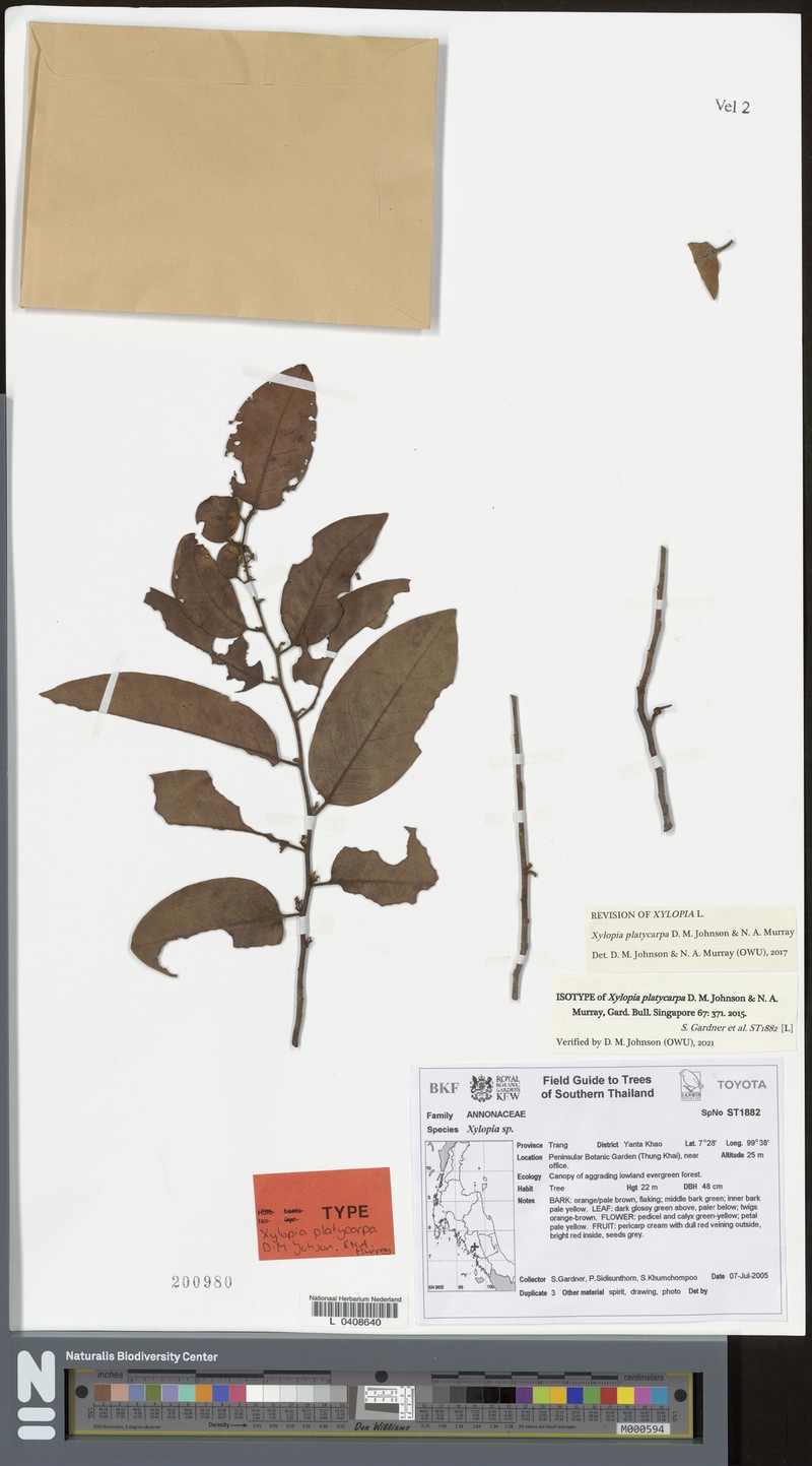 Xylopia platycarpa