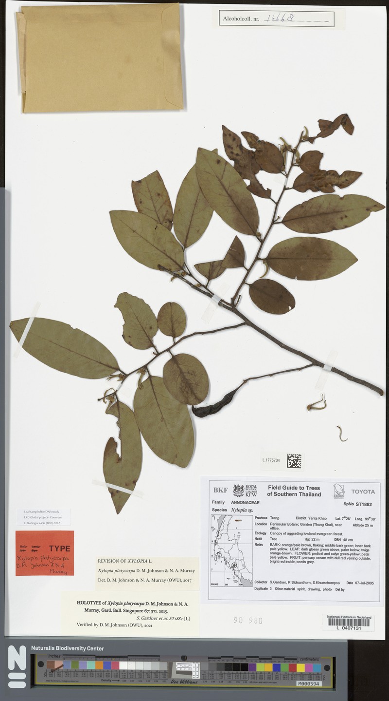Xylopia platycarpa photo 2