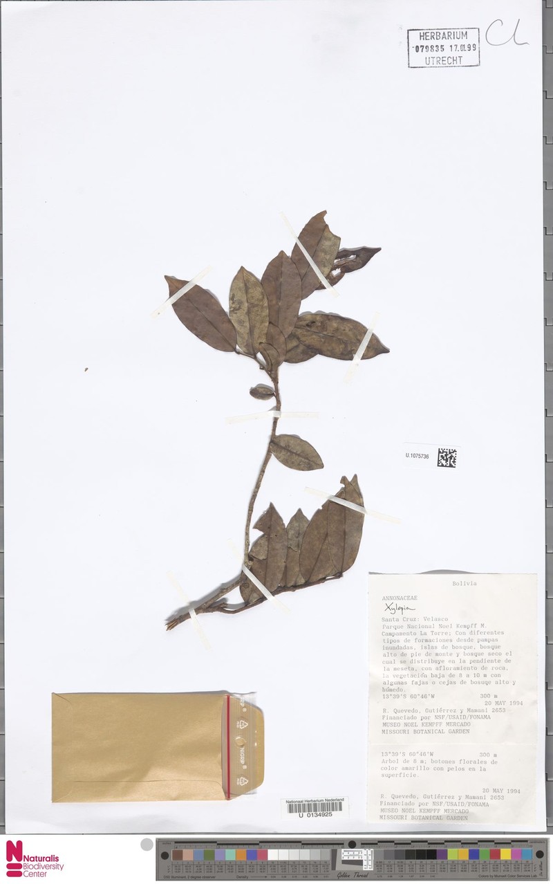 Xylopia platypetala