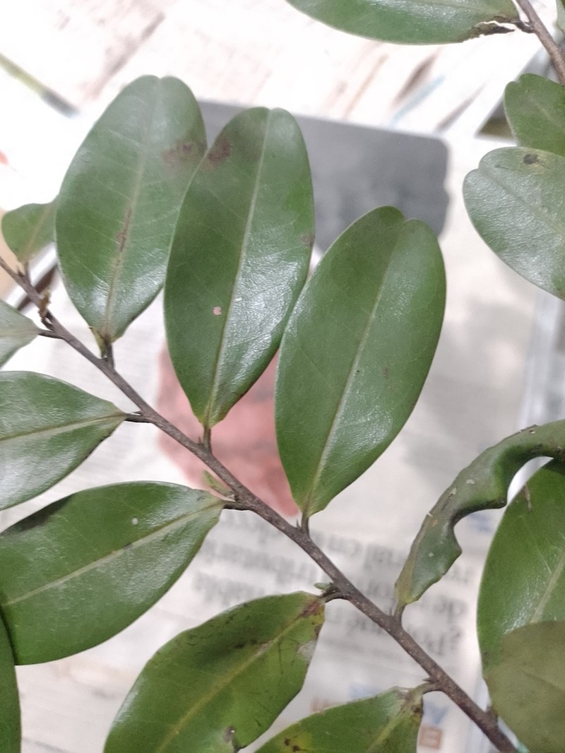 Xylopia plowmanii