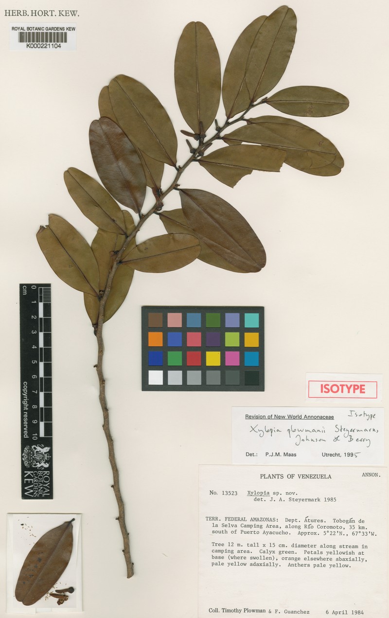 Xylopia plowmanii photo 2