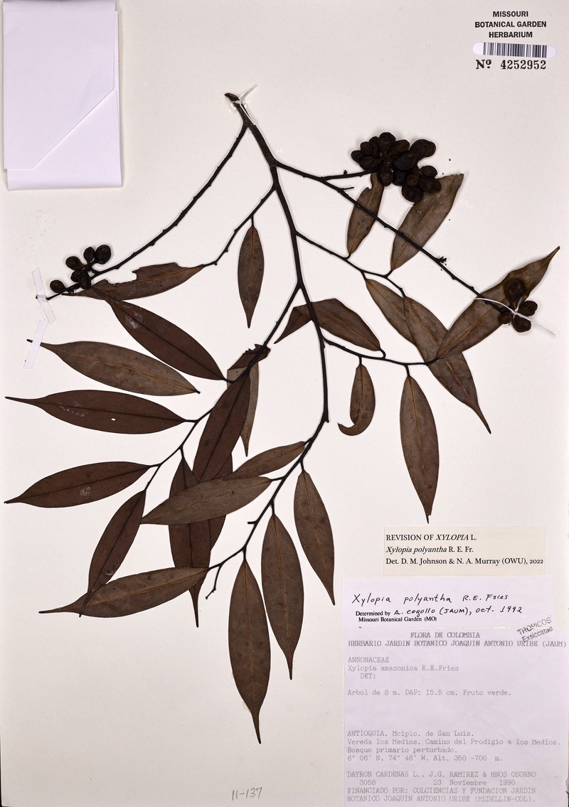 Xylopia polyantha