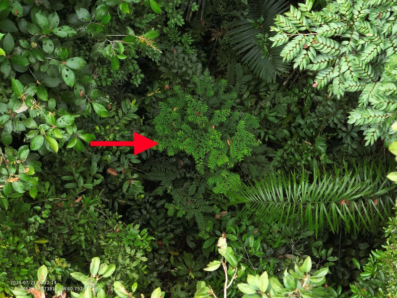 Xylopia polyantha photo 2