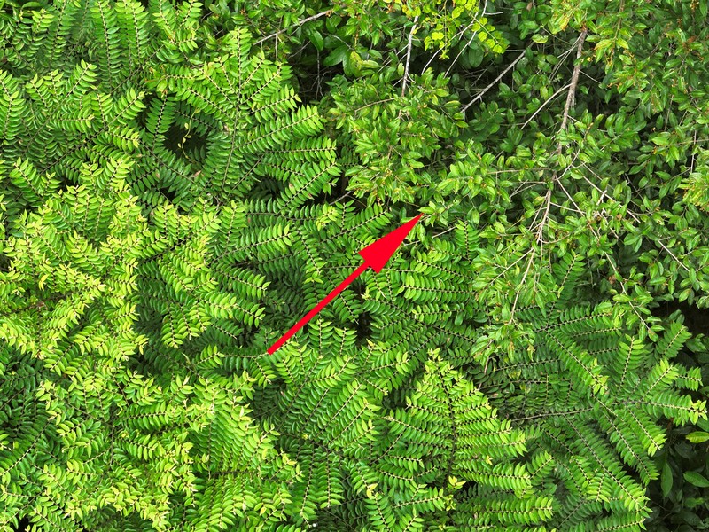Xylopia polyantha photo 3