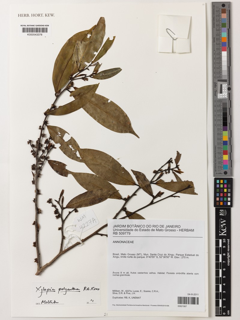 Xylopia polyantha photo 4