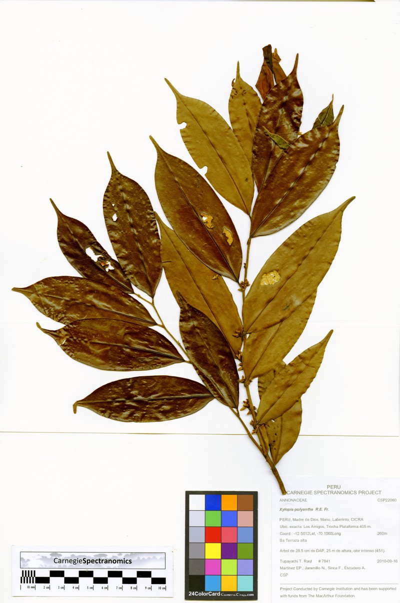 Xylopia polyantha photo 5