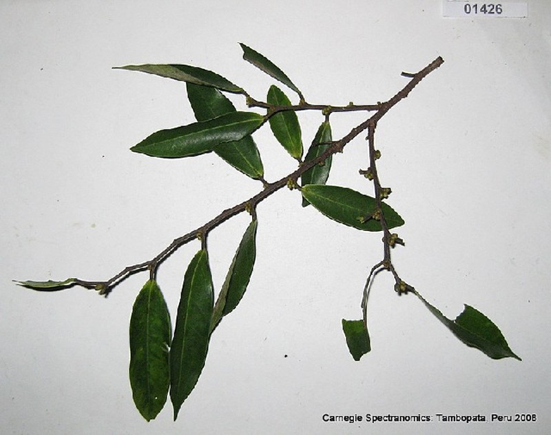 Xylopia polyantha photo 6