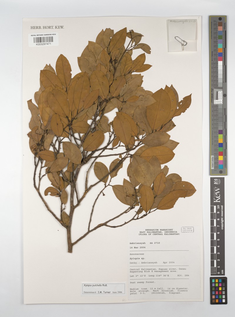 Xylopia pulchella