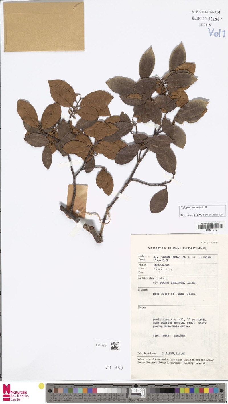 Xylopia pulchella photo 2