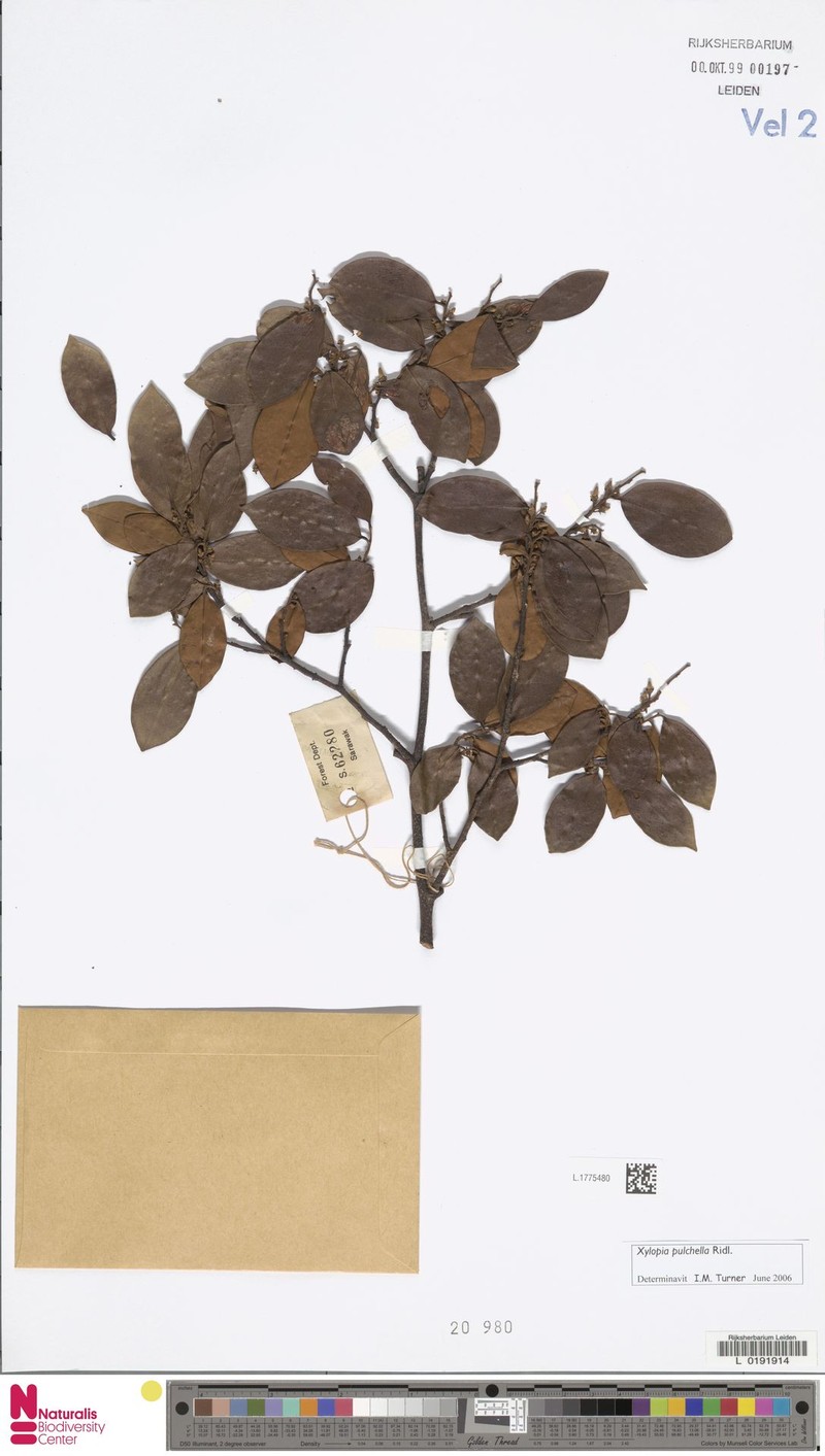 Xylopia pulchella photo 3
