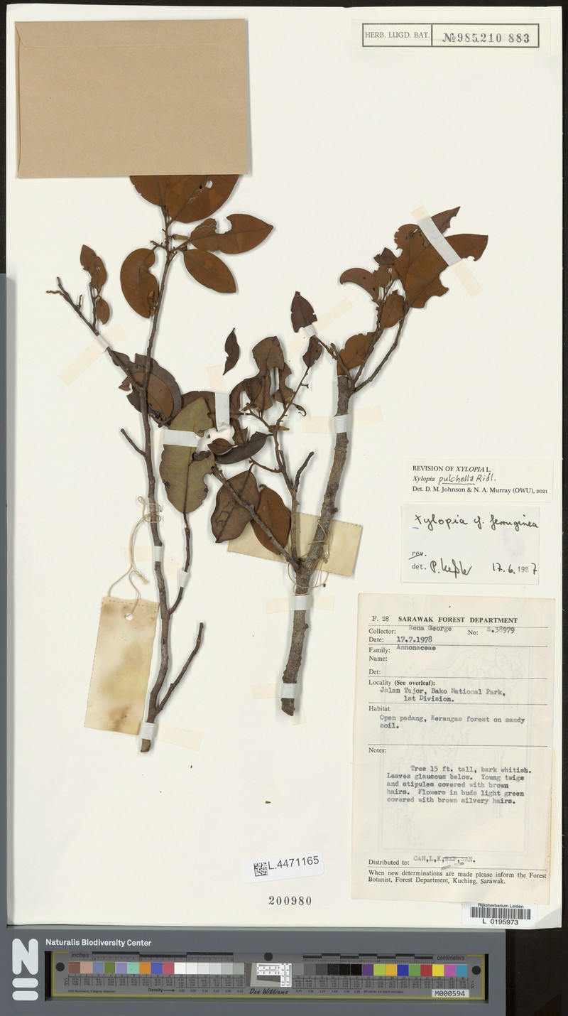 Xylopia pulchella photo 4
