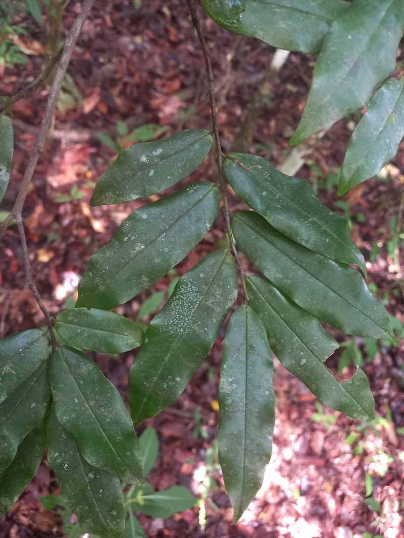 Xylopia pulcherrima