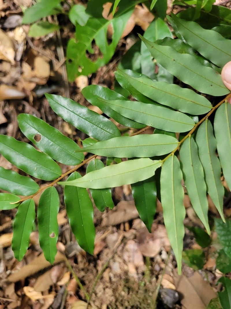 Xylopia pulcherrima photo 2