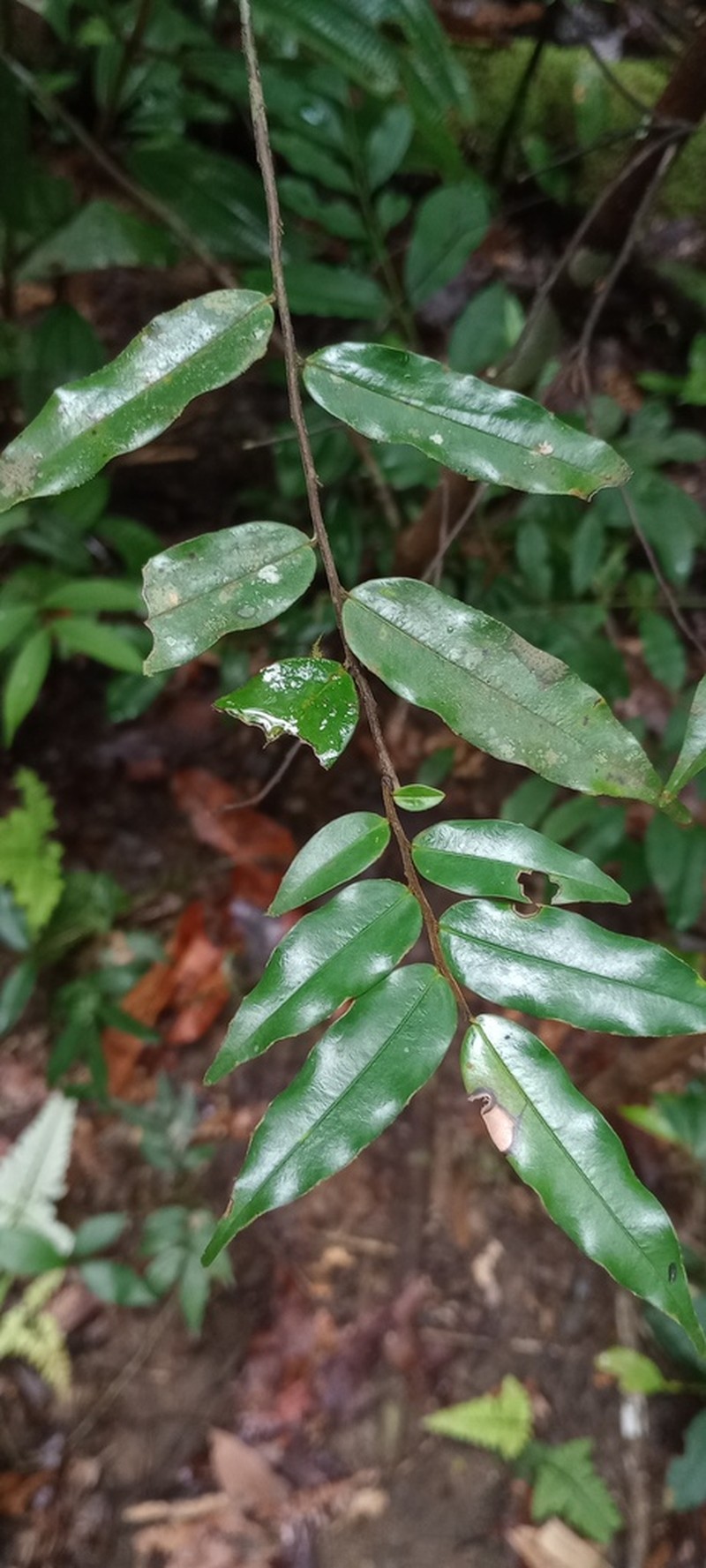 Xylopia pulcherrima photo 3