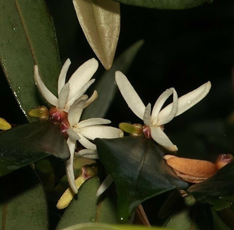 Xylopia pulcherrima photo 4