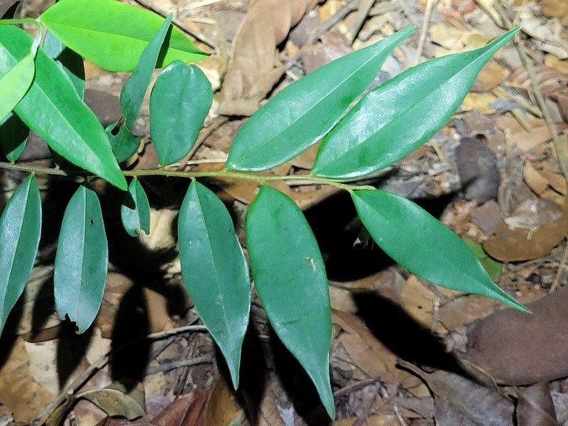 Xylopia pulcherrima photo 5