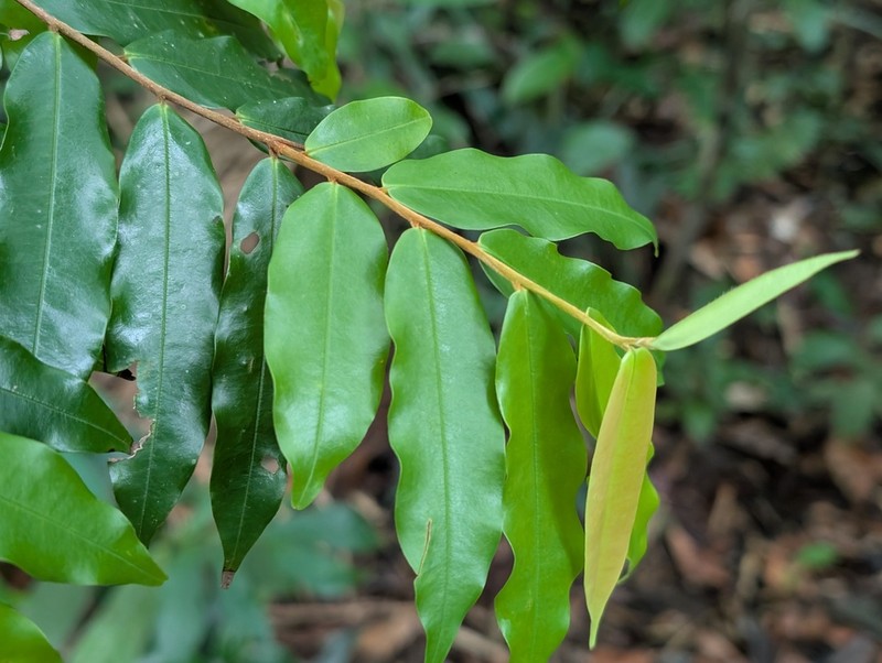 Xylopia pulcherrima photo 6