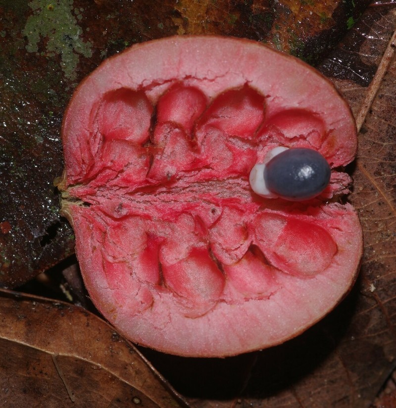 Xylopia pulcherrima photo 7