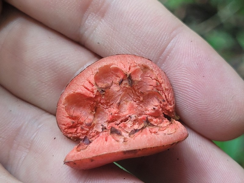 Xylopia pulcherrima photo 8