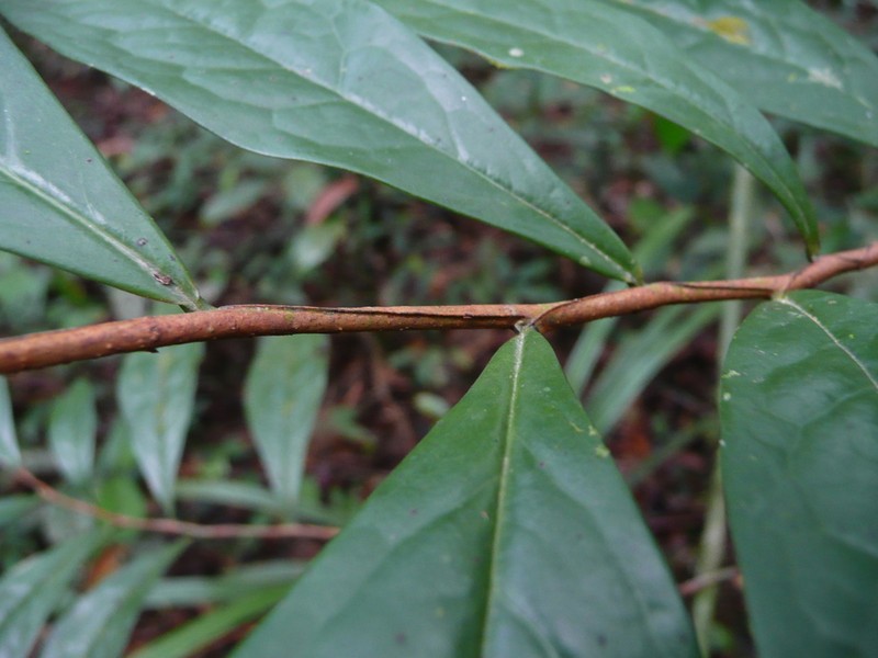 Xylopia quintasii