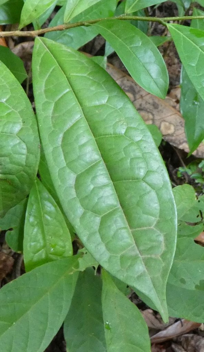 Xylopia quintasii photo 2