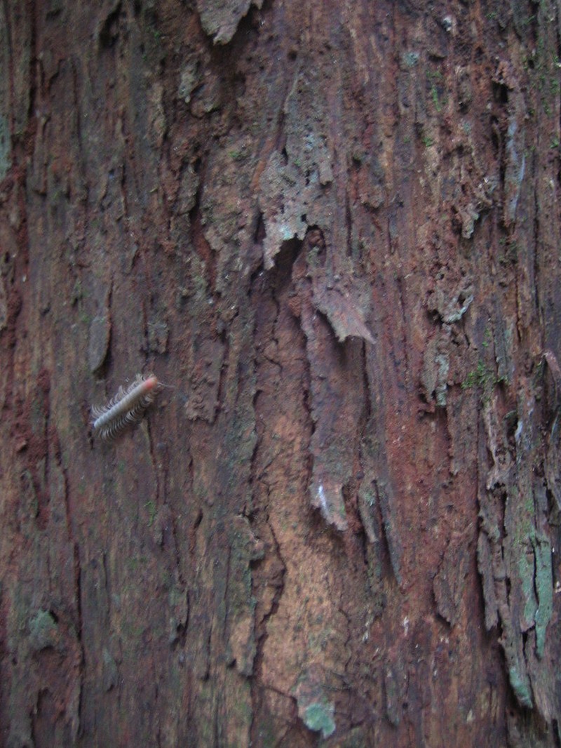 Xylopia quintasii photo 4