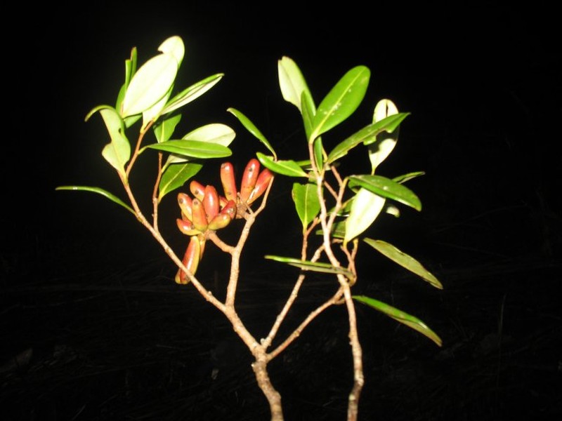 Xylopia ravelonarivoi
