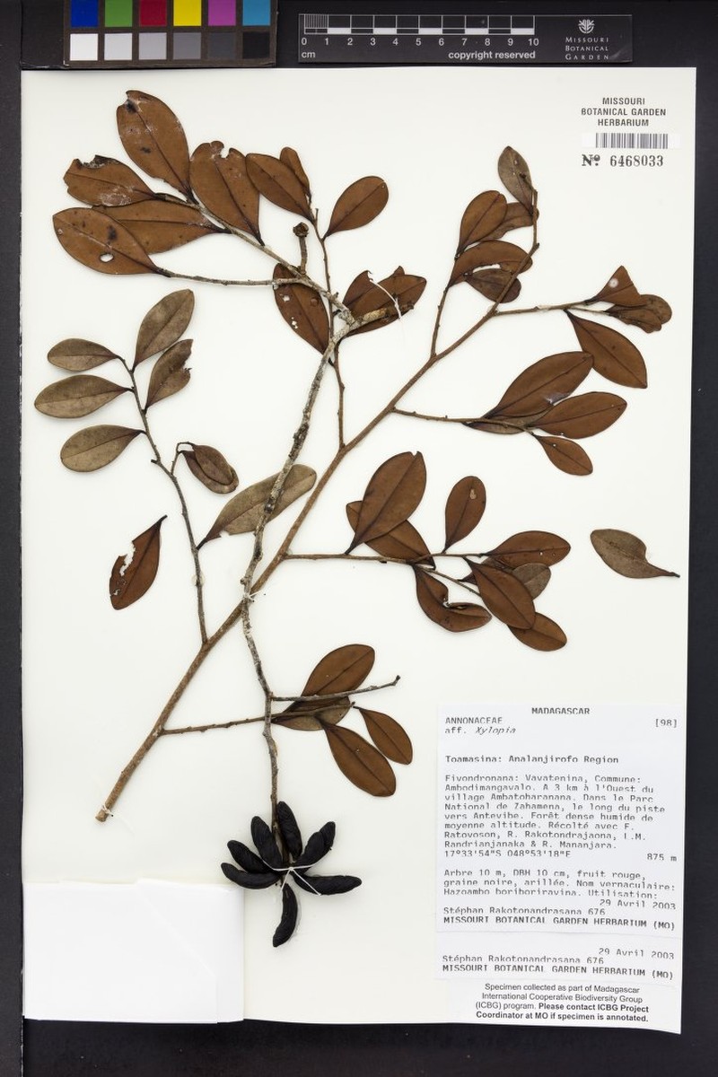 Xylopia ravelonarivoi photo 2