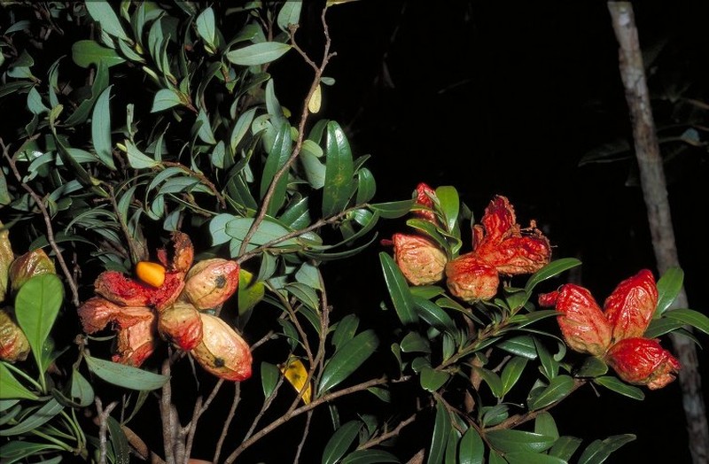 Xylopia retusa