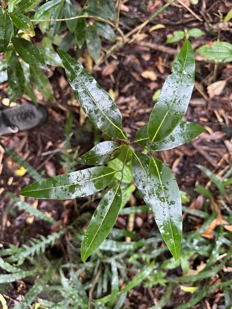 Xylopia richardii