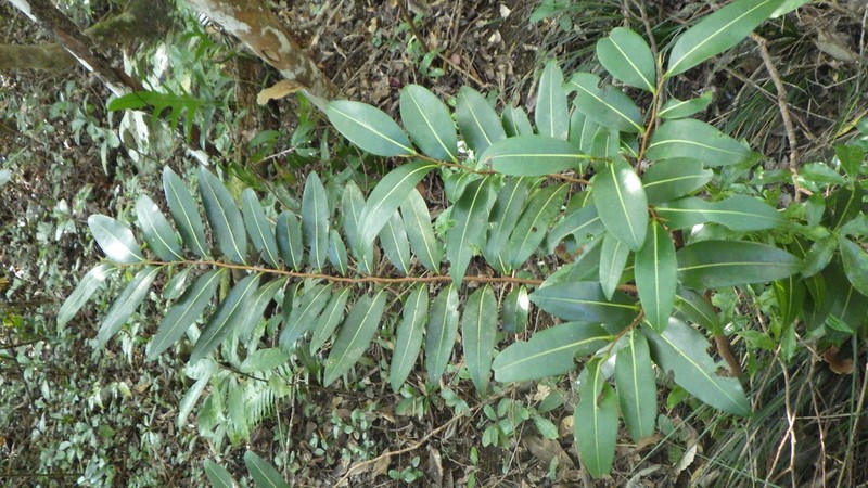Xylopia richardii photo 2