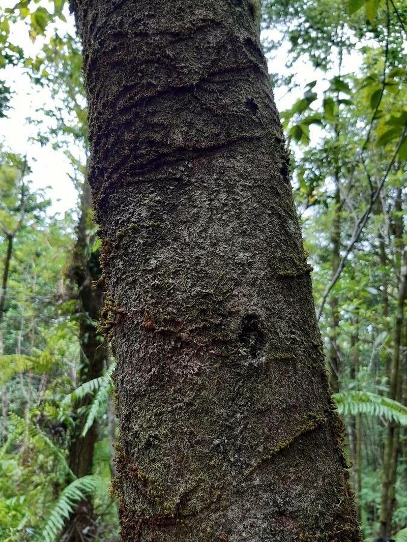 Xylopia richardii photo 3