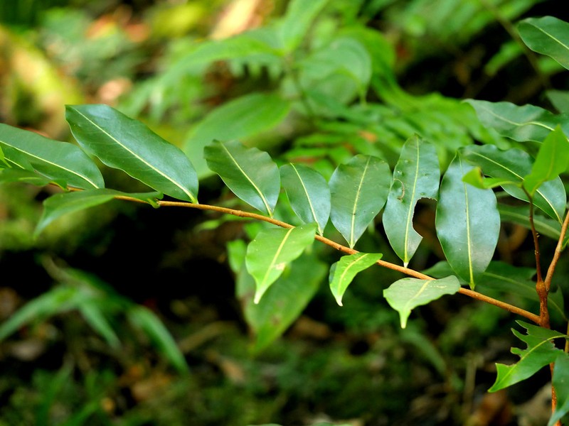 Xylopia richardii photo 4