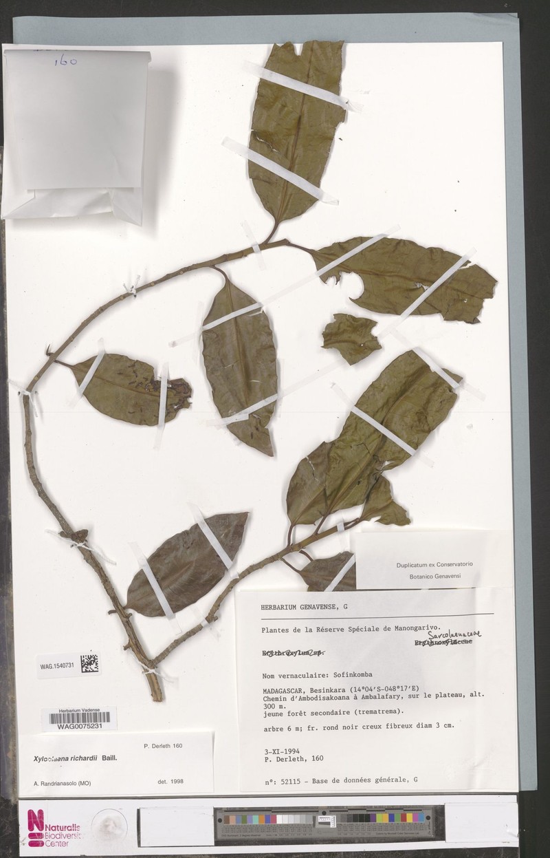 Xylopia richardii photo 5