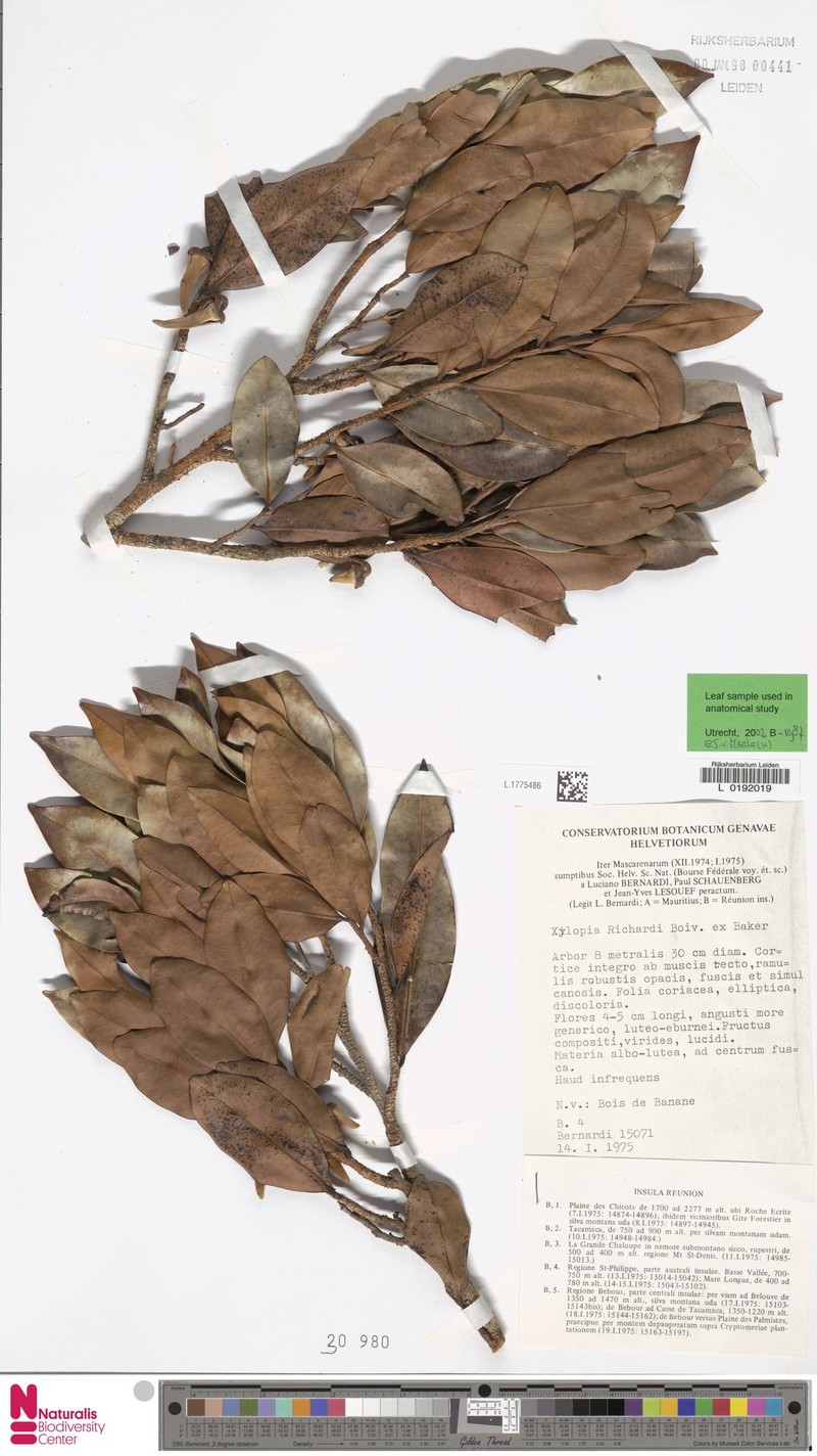 Xylopia richardii photo 6