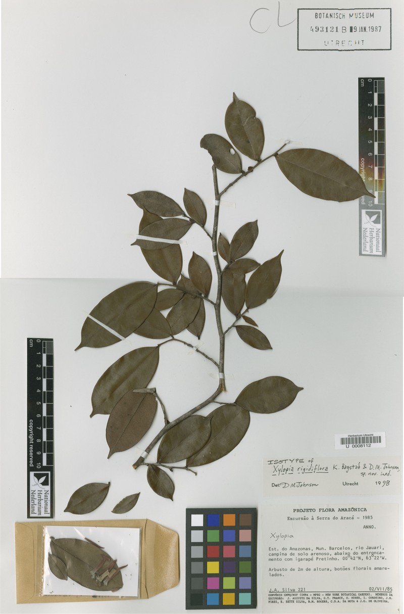 Xylopia rigidiflora